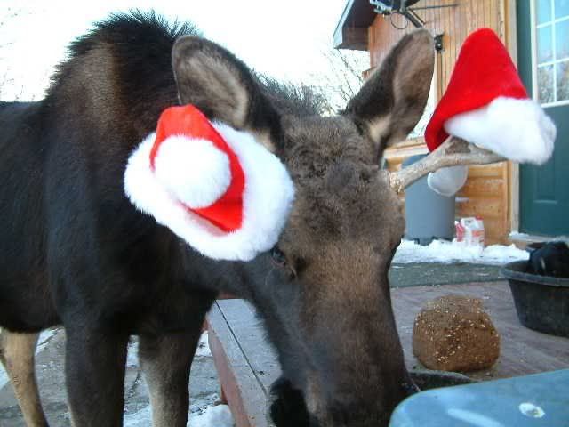 christmas moose blow up