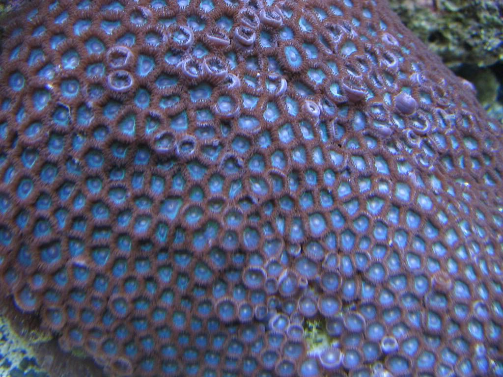 blue zoa colony - Mother Colonies From The Deep