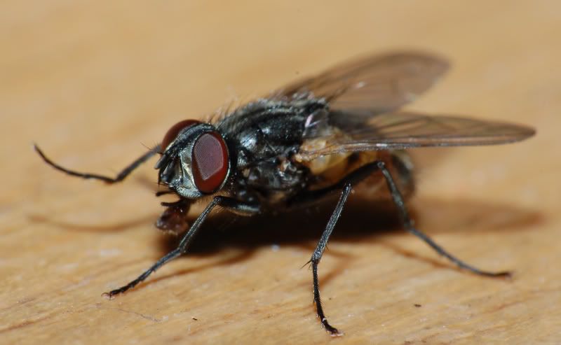 IMAGE: http://img.photobucket.com/albums/v232/DemonEscortS/Photography/DSC_0012.jpg