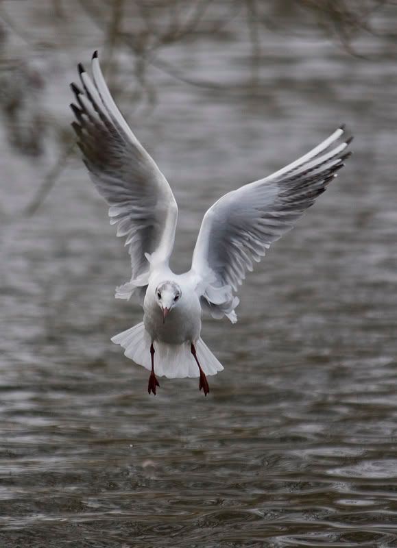 IMAGE: http://img.photobucket.com/albums/v232/DemonEscortS/Photography/DSC_0112.jpg