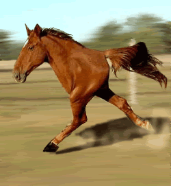 quarter20horse.gif picture by Robbedvoter