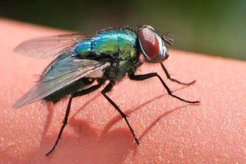 IMAGE: http://img.photobucket.com/albums/v232/asylumxl/flys11.jpg