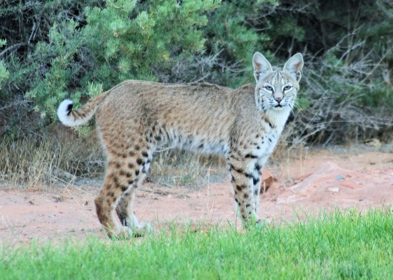 IMAGE: http://img.photobucket.com/albums/v232/ncognet0/cat4.jpg