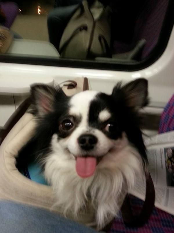 These dogs CANNOT even deal...