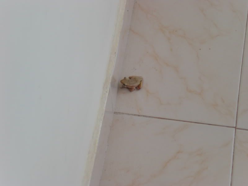 my little Toad buddy, right outside my room