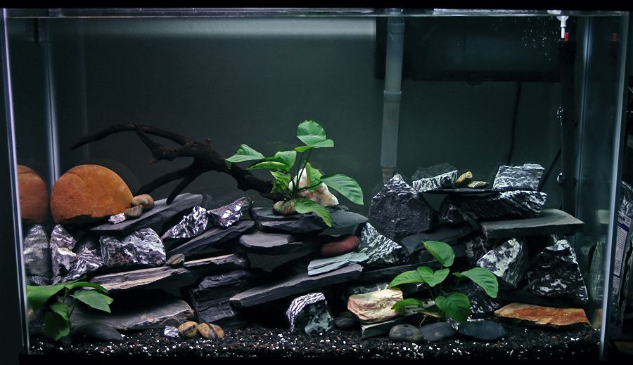 Tanganyikan+cichlids