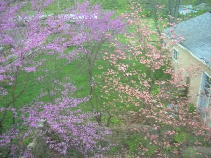 redbuds and dogwoods