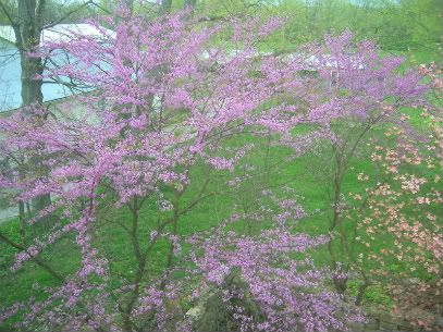 mostly redbuds