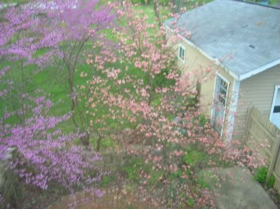 Mostly dogwoods