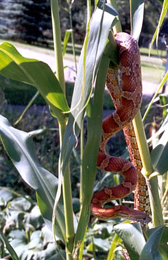 Monsterinthecorn.jpg