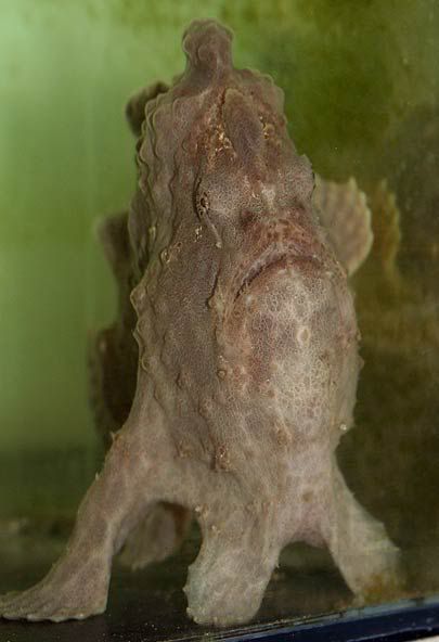 frog-fish.jpg