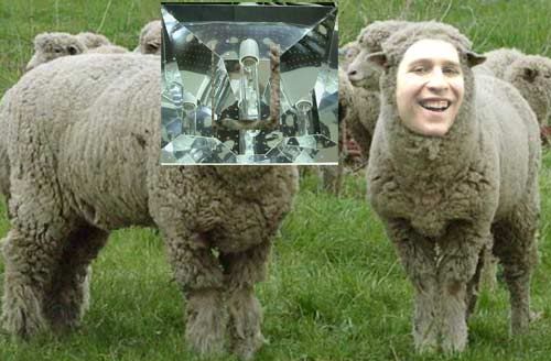 1sheep.jpg