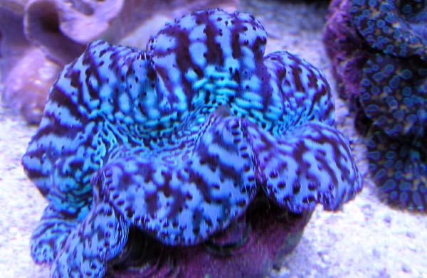 clam-blue.jpg