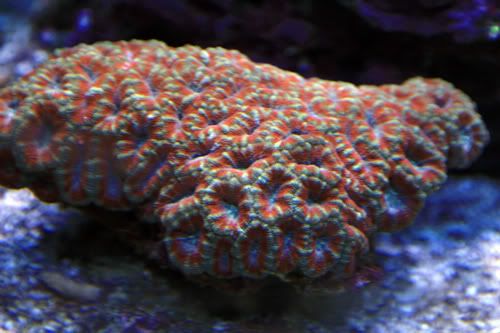 acan-1.jpg