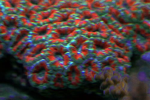 acan.jpg