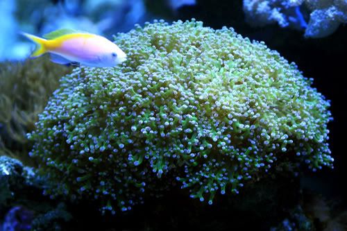 octo-coral.jpg