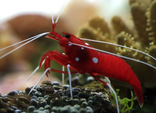 redshrimp.jpg
