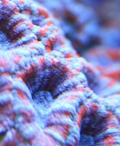 acan052007b.jpg