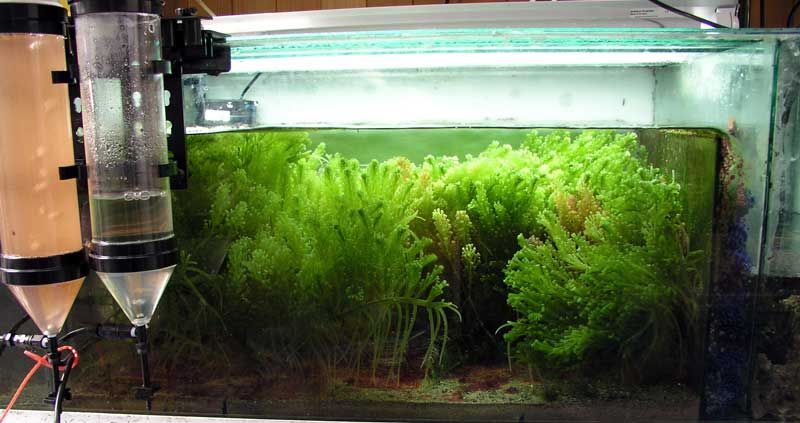 mmalgae12feb.jpg