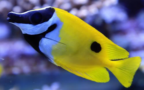 rabbitfish.jpg