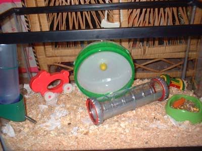 10 gallon hamster tank setup 