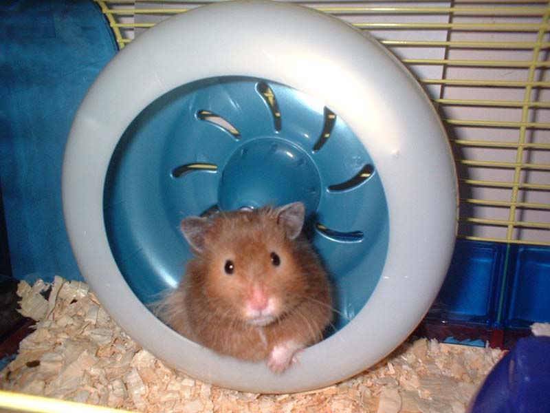 Long Hair Hamster. Species: Long haired Syrian