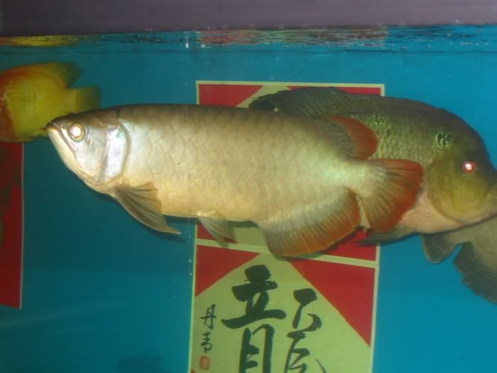 Arowana_and_Flowerhorn.jpg