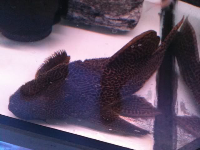 Pleco1_Feb_2012.jpg