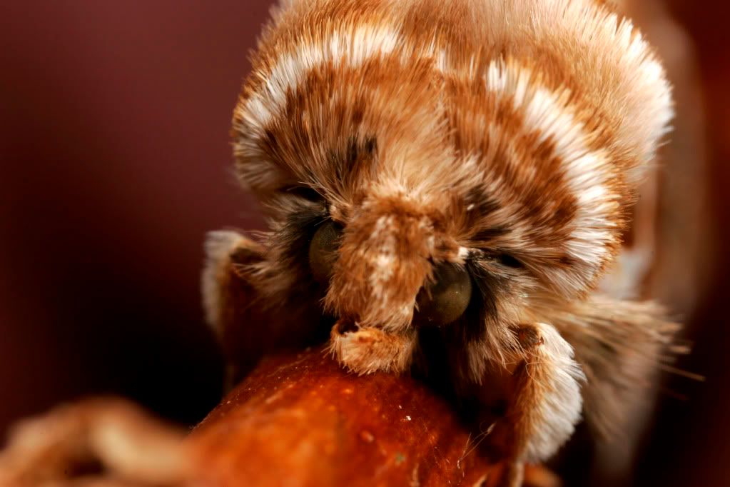 IMAGE: http://img.photobucket.com/albums/v234/calvus/Disapprovingmoth.jpg