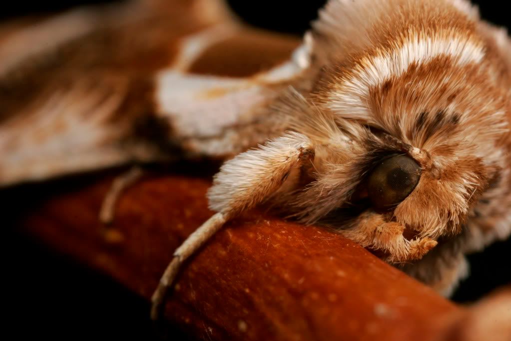 IMAGE: http://img.photobucket.com/albums/v234/calvus/Disapprovingmoth2.jpg