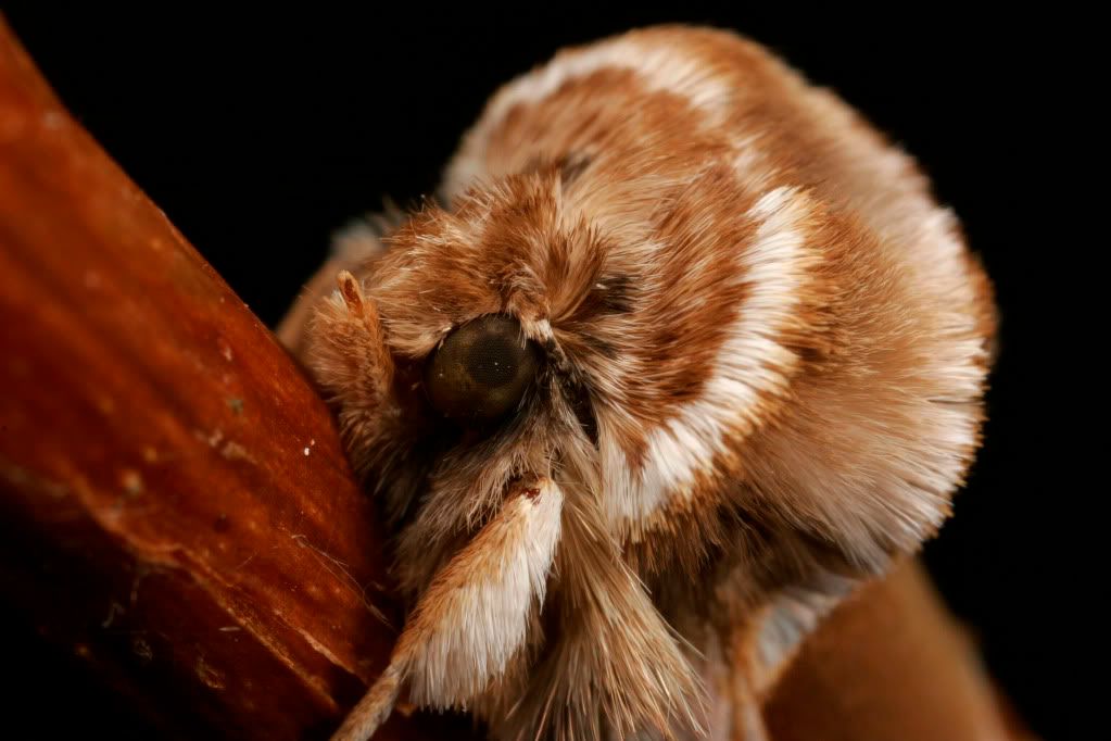 IMAGE: http://img.photobucket.com/albums/v234/calvus/Disapprovingmoth3.jpg