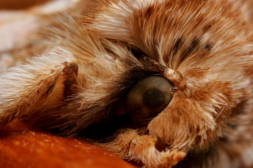 IMAGE: http://img.photobucket.com/albums/v234/calvus/Disapprovingmoth4.jpg