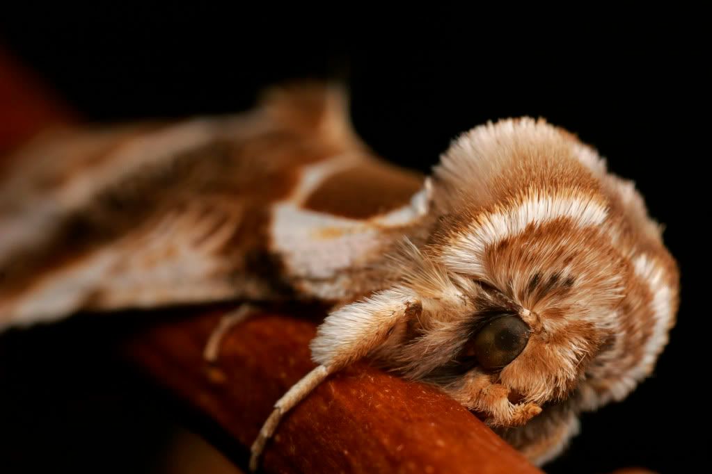 IMAGE: http://img.photobucket.com/albums/v234/calvus/Disapprovingmoth5.jpg