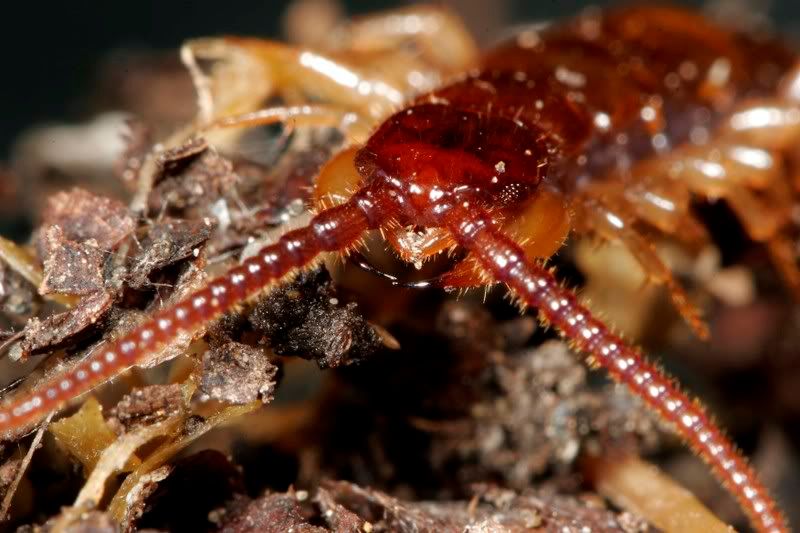 IMAGE: http://img.photobucket.com/albums/v234/calvus/centipede.jpg