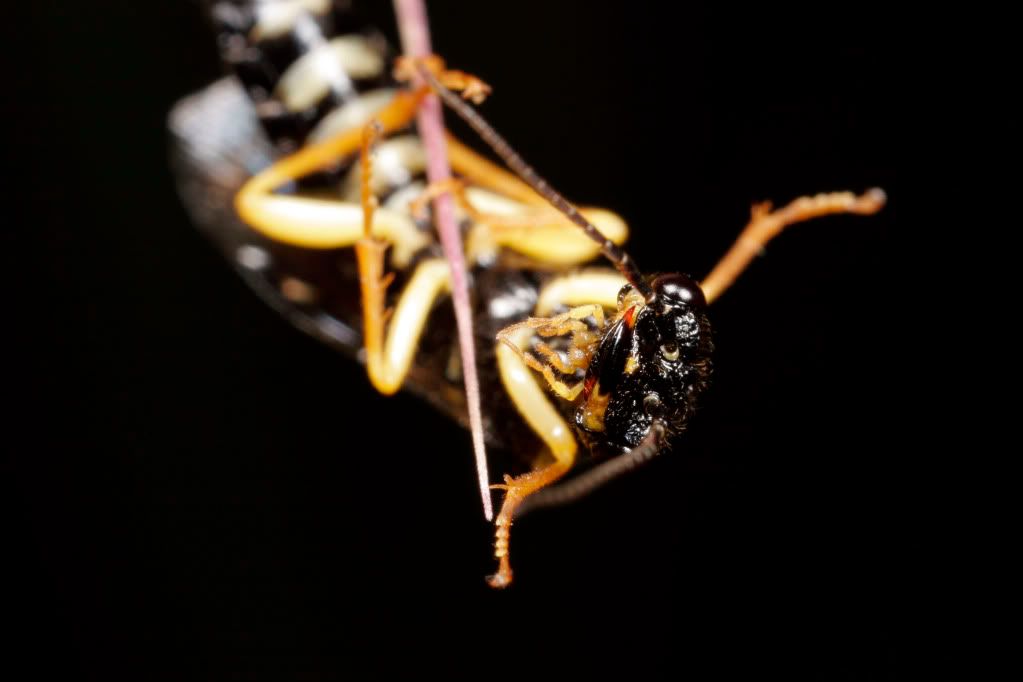 IMAGE: http://img.photobucket.com/albums/v234/calvus/miner.jpg