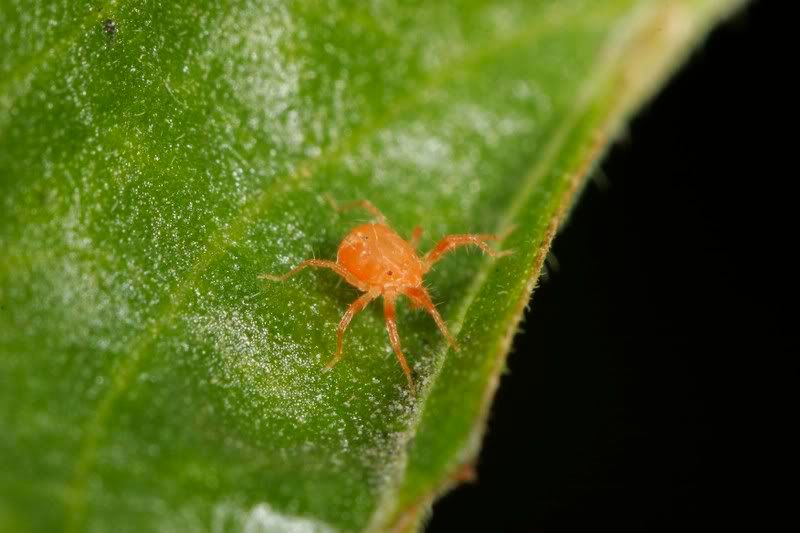 IMAGE: http://img.photobucket.com/albums/v234/calvus/mite.jpg
