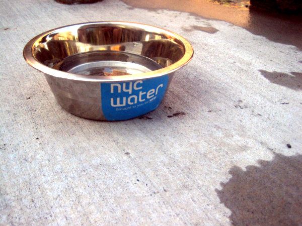dog-bowl-free-water