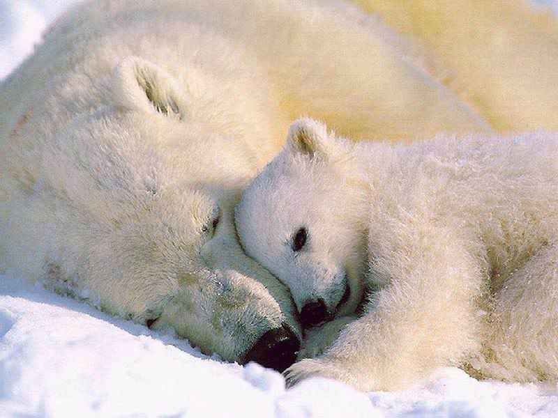 animal_0012.jpg