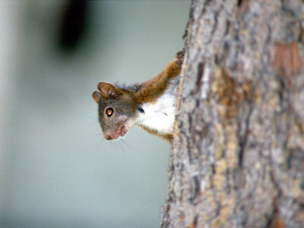 animal_0154.jpg