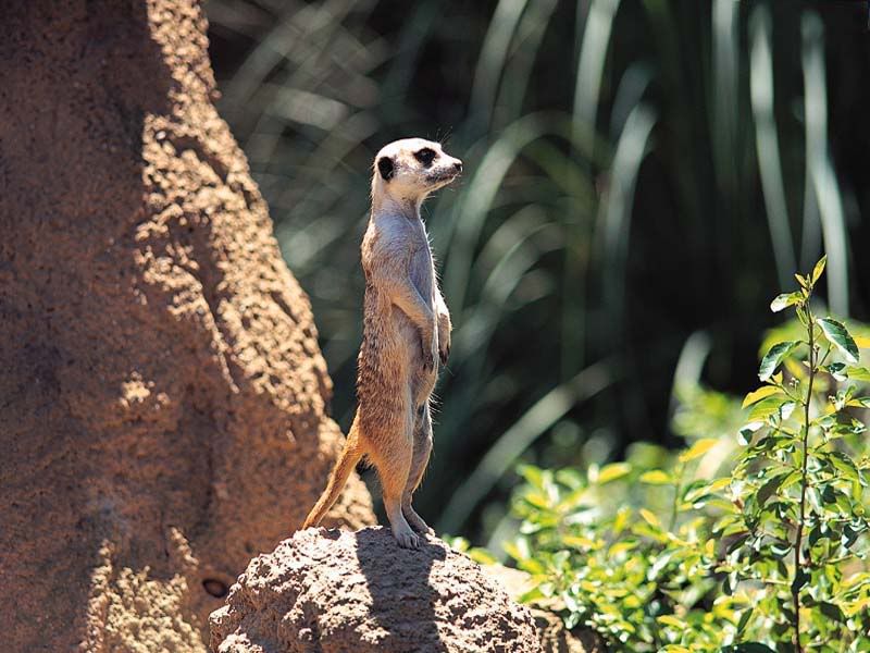 animal_0158.jpg