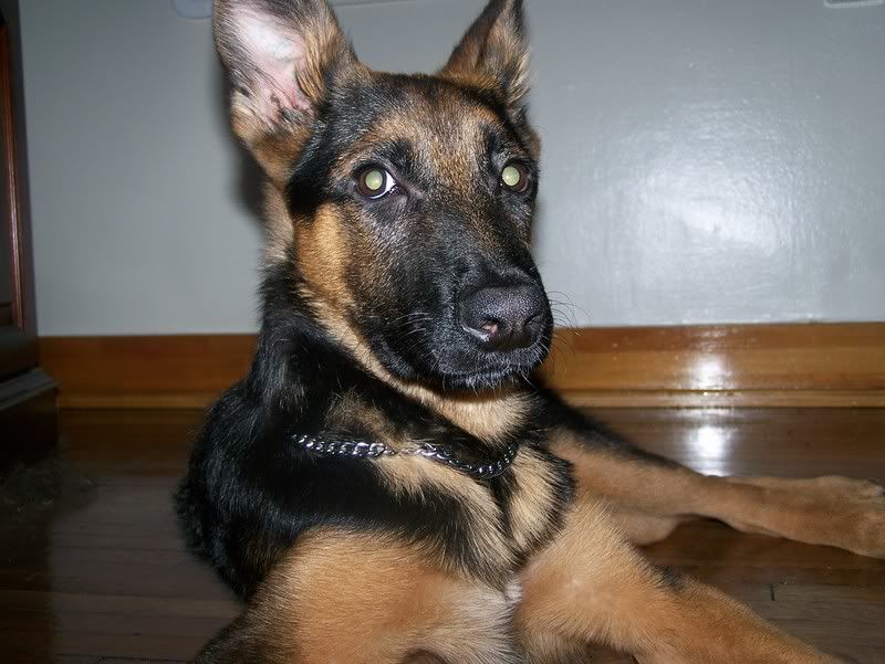 When do I start using the prong collar for my GSD? Puppy Forum and