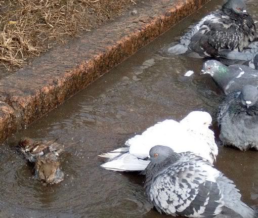 Image hosting by Photobucket