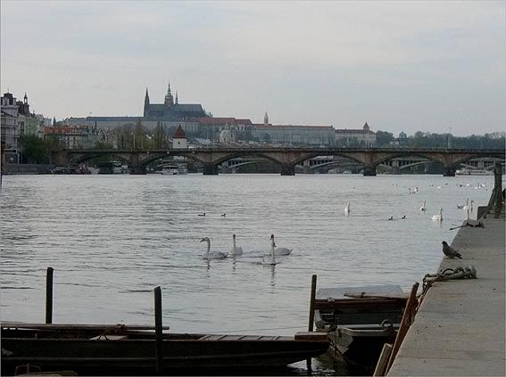лебеди на Влтаве