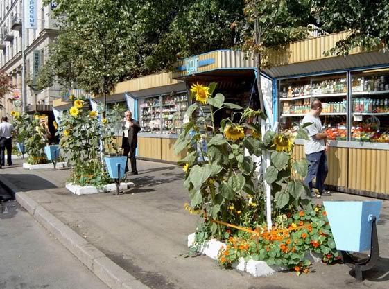 Подсолнухи