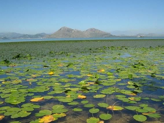 Скадарское озеро