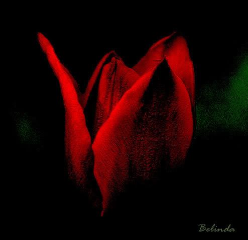 Gothic Tulip Pictures, Images and Photos