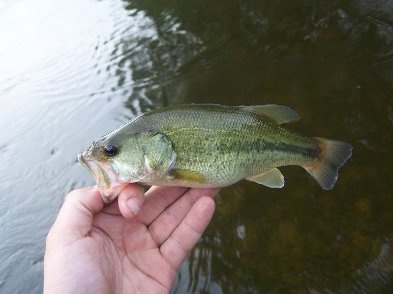 bassfishing018.jpg