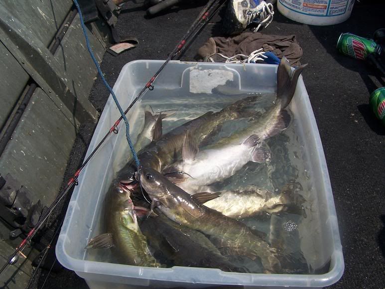 catfishstringer.jpg