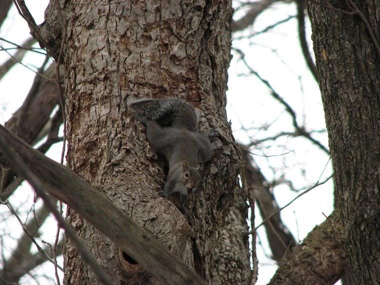 squirrel.jpg