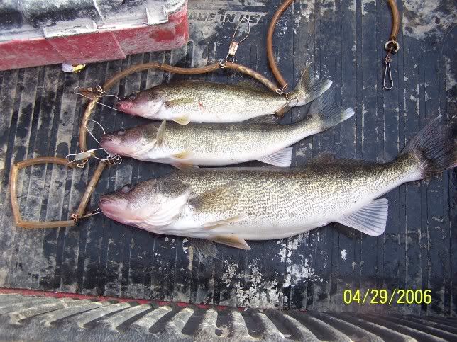 walleye002.jpg
